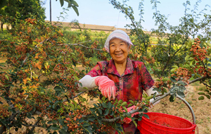 山西夏县：花椒熟了采摘忙