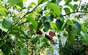 山西隰县：强化玉露香梨夏季管理