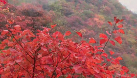 【微视频】漫山红叶染中条