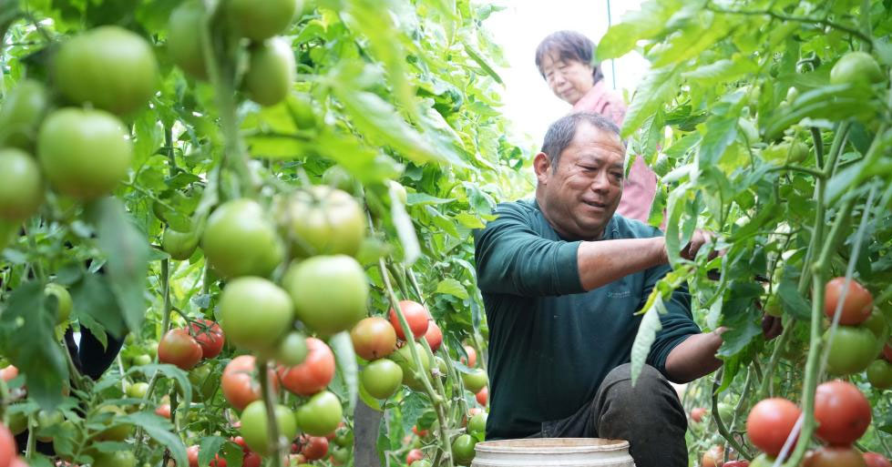 山东定陶：冬日大棚蔬菜生产忙