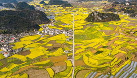 贵州：油菜花海绽春光