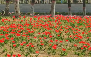 太原春意披上浪漫色彩
