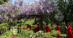 晋祠公园紫藤萝绽放 