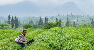 大山深处的“世界抹茶超级工厂”
