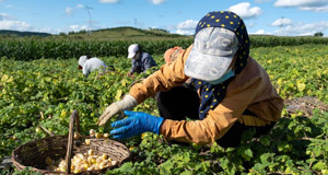 黄菇娘果喜丰收